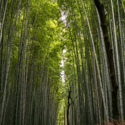 无人之境探索手游(暂未上线)v1.0 安卓版
